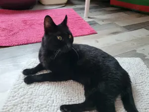 Pirata, blinder Kater sucht liebevolle Adoptionsfamilie