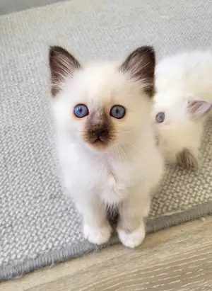 Wunderschöne, reinrassige Heilige-Birma Kitten