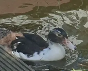 Flugenten warzenenten Stummenten