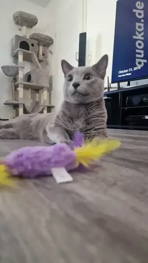 Deckkater 