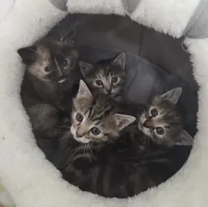  Süsse Kurzhaar Kitten