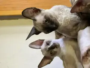 Cornish Rex Kätzchen von Saxonia Eleganz sofort abholbereit 