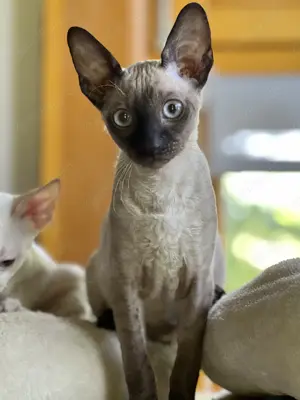 Reinrassige Cornish Rex Kitten von Saxonia Eleganz  Bild 2