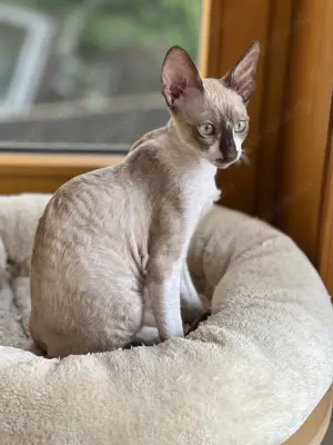 Reinrassige Cornish Rex Kitten von Saxonia Eleganz  Bild 3