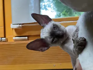 Reinrassige Cornish Rex Kitten von Saxonia Eleganz  Bild 5