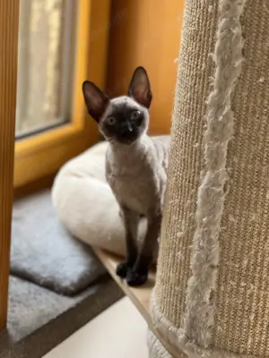 Reinrassige Cornish Rex Kitten von Saxonia Eleganz  Bild 8