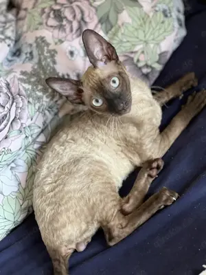 Reinrassige Cornish Rex Kitten von Saxonia Eleganz  Bild 7