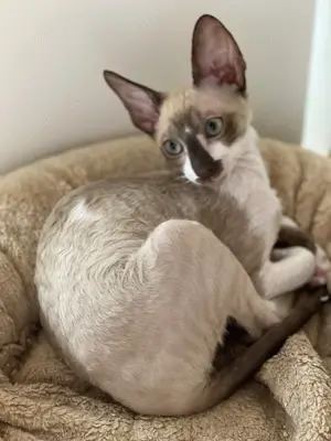 Reinrassige Cornish Rex Kitten von Saxonia Eleganz 