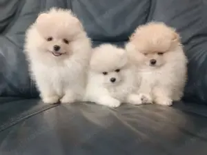 Wunderschöne Typvolle Pomeranian Zwergspitz Welpen