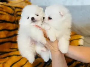 Reinrassiger Pomeranian Zwergspitz Welpen