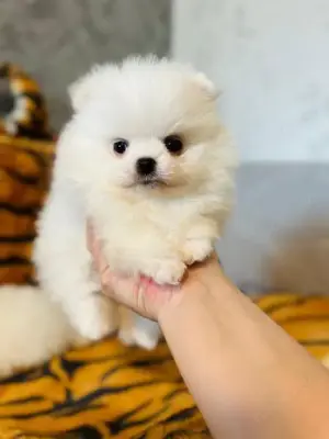 Reinrassige Pomeranian Zwergspitz Welpen.