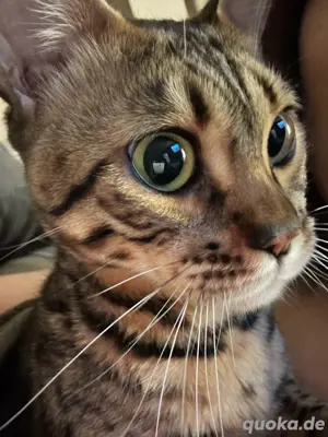 suche meine katze berlin steglitz!!! Bild 2