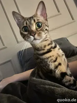 suche meine katze berlin steglitz!!!