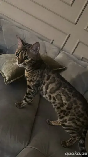 suche meine katze berlin steglitz!!! Bild 3