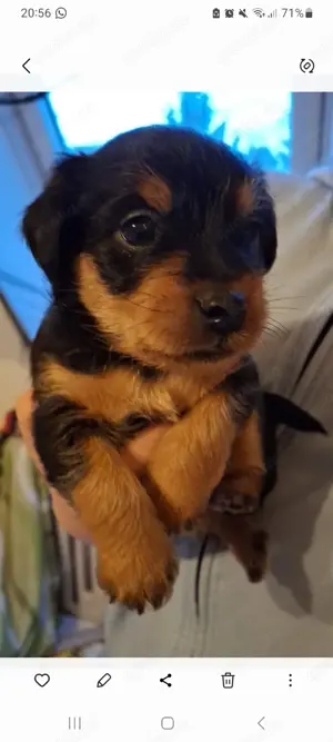 Prager Rattler Mix Welpen  Bild 4