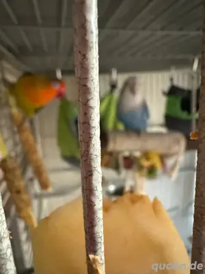 Agpornidenpärchen nur mit Freiflug!