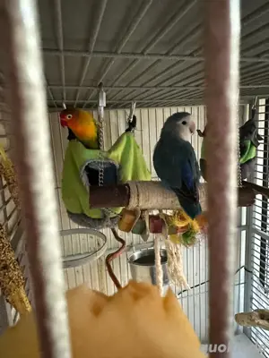 Agpornidenpärchen nur mit Freiflug!ZU VERSCHENKEN!