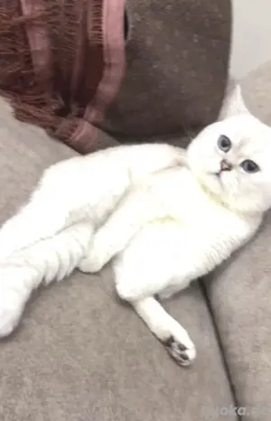 Deckkater erfahrene Bild 2