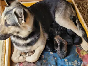 Schäferhundwelpen 