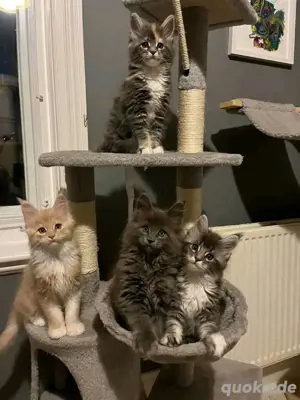 Riesige Maine-Coon-Kätzchen jetzt verfügbar