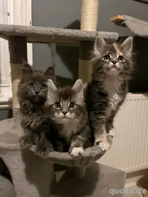 Maine-Coon-Kätzchen