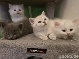BKH Ragdoll Kitten