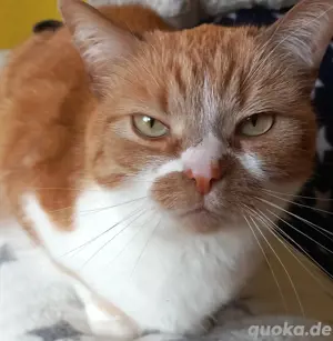 Katze sucht noch ein Zuhause 