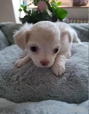 Chihuahua-Welpe 
