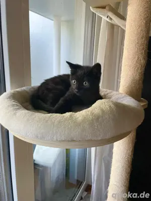 Babykatze, Kater