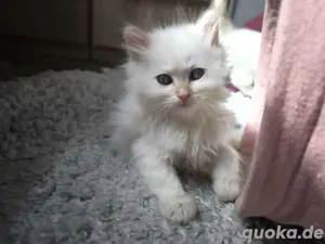 2 sibirische waldkatzen kitten neva masquerade red point