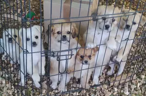 SHIRANIAN Welpen Shi Tzu Pomeranian Mix 2,5Mon  Ausreise nach Adoption - Regensburg