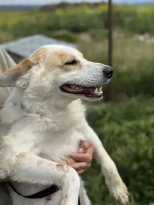 Hundedame Grace sucht dich