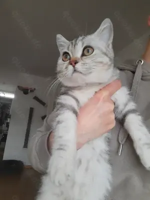 BKH Silver Tabby 4 Monate 