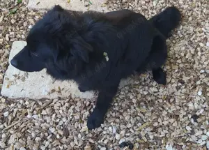 Rüde Welpe Anfängerhund 15kg 40cm 7,5Mon VIDEO Bild 4