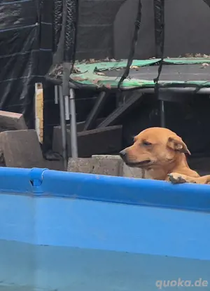 Mischling sucht ein für immer zuhause