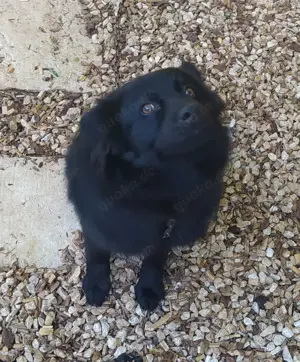 Rüde Welpe Anfängerhund 15kg 40cm 7,5Mon VIDEO Bild 7