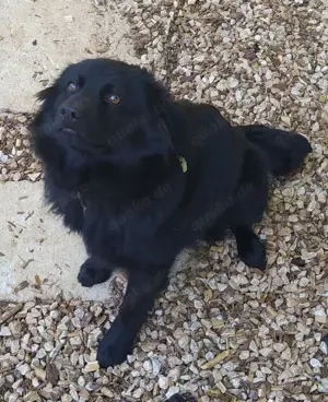 Rüde Welpe Anfängerhund 15kg 40cm 7,5Mon VIDEO Bild 9