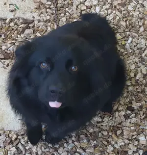 Rüde Welpe Anfängerhund 15kg 40cm 7,5Mon VIDEO Bild 8