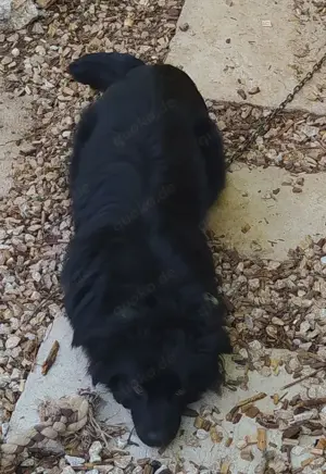 Rüde Welpe Anfängerhund 15kg 40cm 7,5Mon VIDEO Bild 6