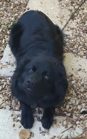 Rüde Welpe Anfängerhund 15kg 40cm 7,5Mon VIDEO Bild 5