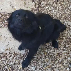 Rüde Welpe Anfängerhund 15kg 40cm 7,5Mon VIDEO