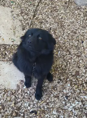 Rüde Welpe Anfängerhund 15kg 40cm 7,5Mon VIDEO Bild 10