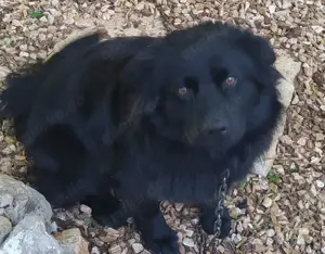 Rüde Welpe Anfängerhund 15kg 40cm 7,5Mon VIDEO Bild 3