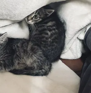 Katzenbabys -Kitten zu verkaufen