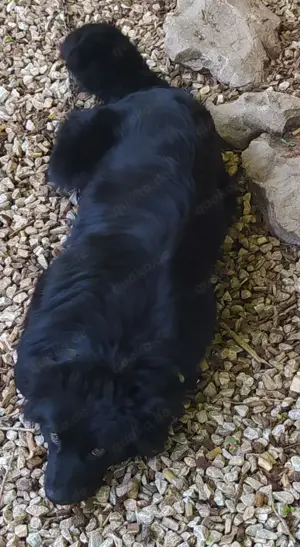 Anfängerhund Rüde 7,5Mon 15kg 42cm 9.6 Ausreise nach Adoption VOM Hundetrainer 