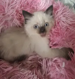 Siam Heilige Birma kitten abzugeben 