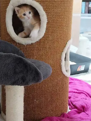 Drei Kitten suchen ein Zuhause, Kitten, Katzenbabys, Handaufzucht