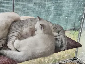 BKH Britisch Kurzhaar Katze Kätzchen