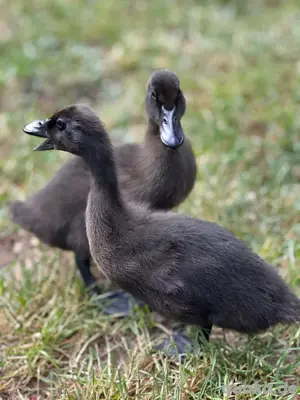 Cayuga Entenküken