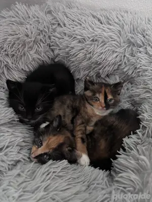 kitten ab Juli abzugeben 